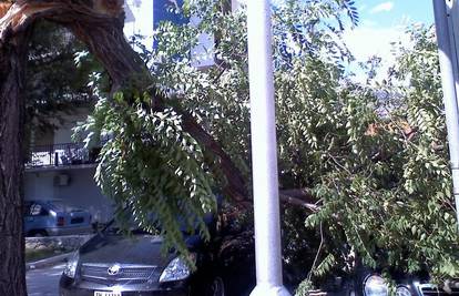 Orkanska bura srušila drvo na parkirane automobile