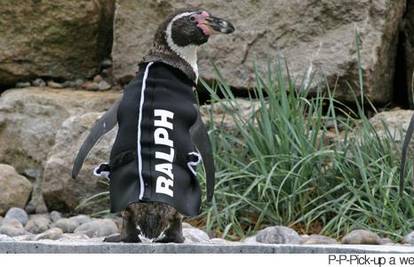 Ćelavi pingvin Ralph dobio odijelo da ga štiti od sunca