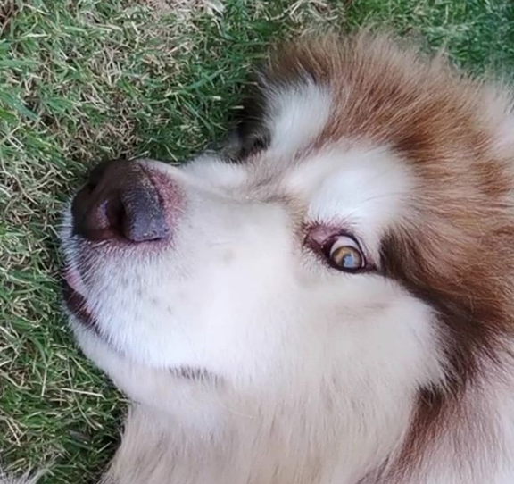 Za sve ljubitelje pasa: Aljaški malamuti koji će vas raznježiti