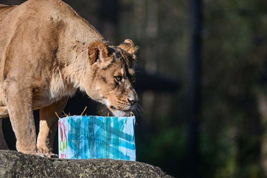 Zagreb: Tradicionalna podjela darova životinjama u ZOO