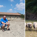 Čovjek s potresne fotografije ubijene svinje zamijenio je ovcama: Najteža je bila tišina...