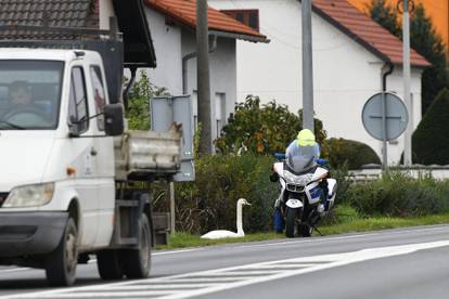 Prometnu i vozačku? Nemam! Kod Čakovca intervenirala policija zbog labuda na cesti