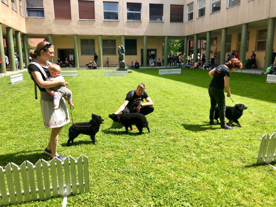 Na jednom mjestu najljepše i najpametnije pasmine pasa