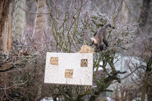 Zagreb: Podjela darova životinjama u Zoološkom vrtu