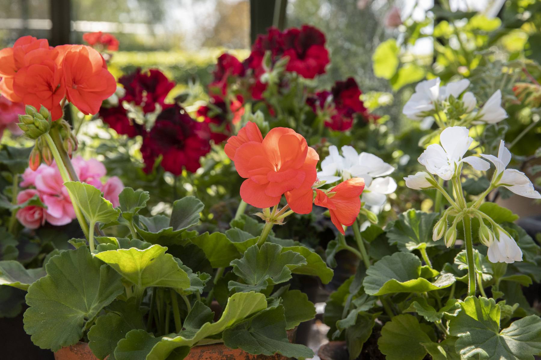 Kako pravilno ukloniti uvenule cvjetove pelargonije?