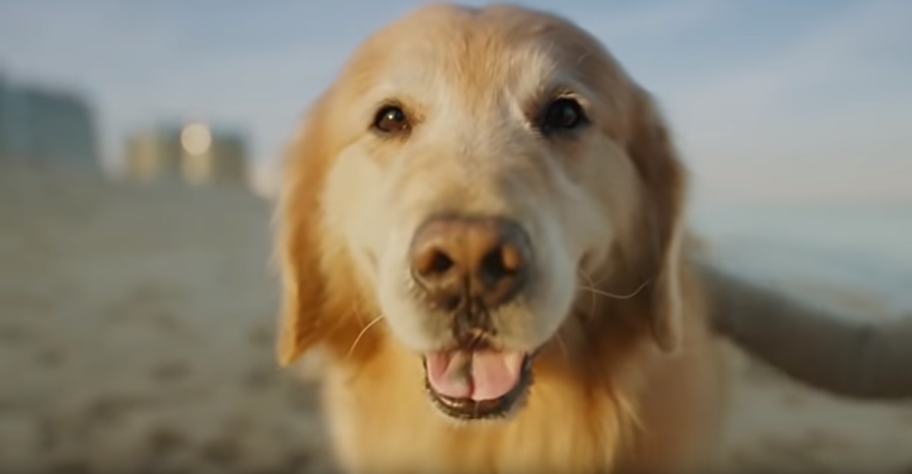 Milijunašu spasili psa pa im je platio reklamu od 6 mil. dolara