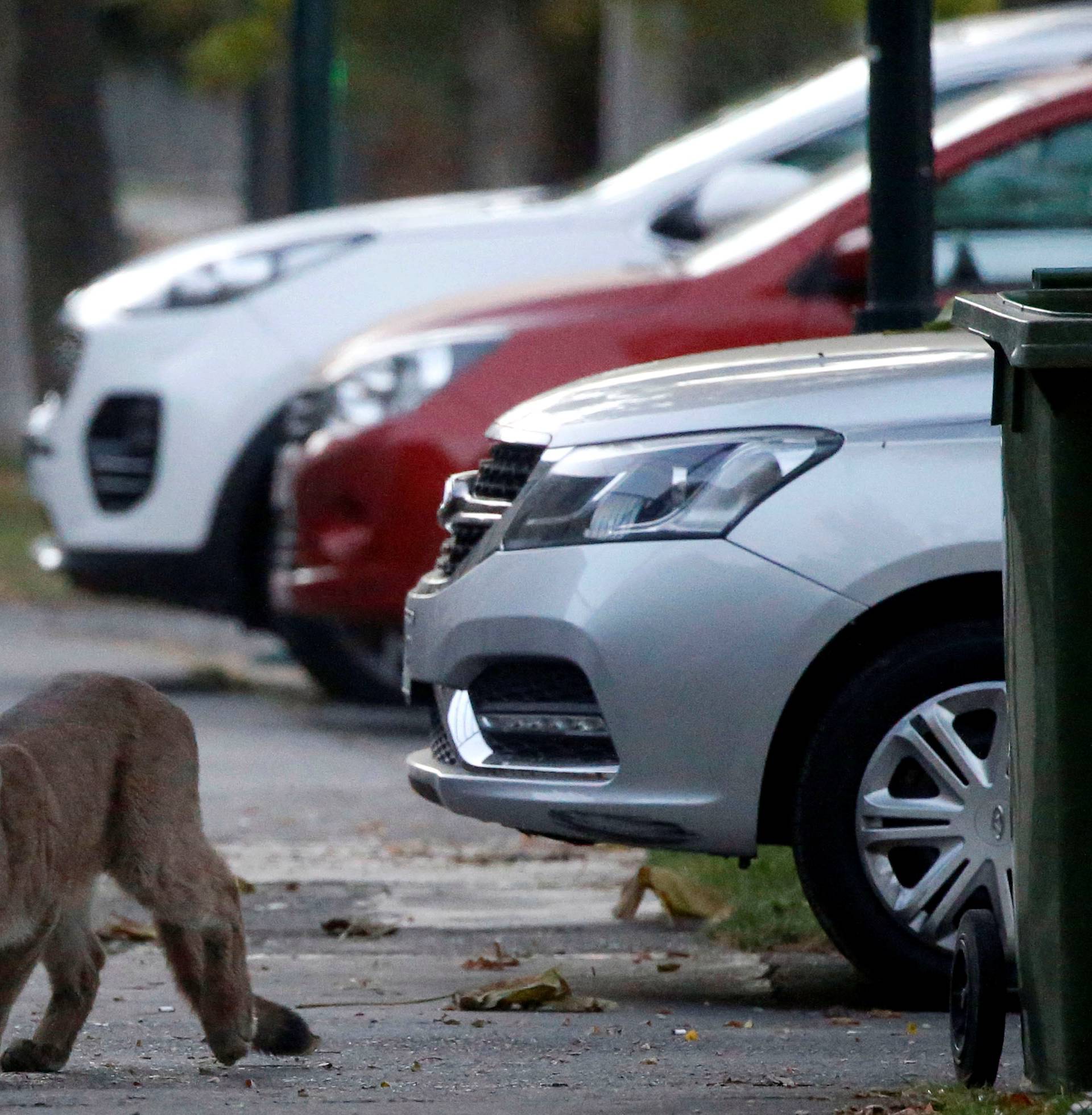 A puma walks along a street during the dawn at a neighborhood before being captured and taken to a zoo, in Santiago