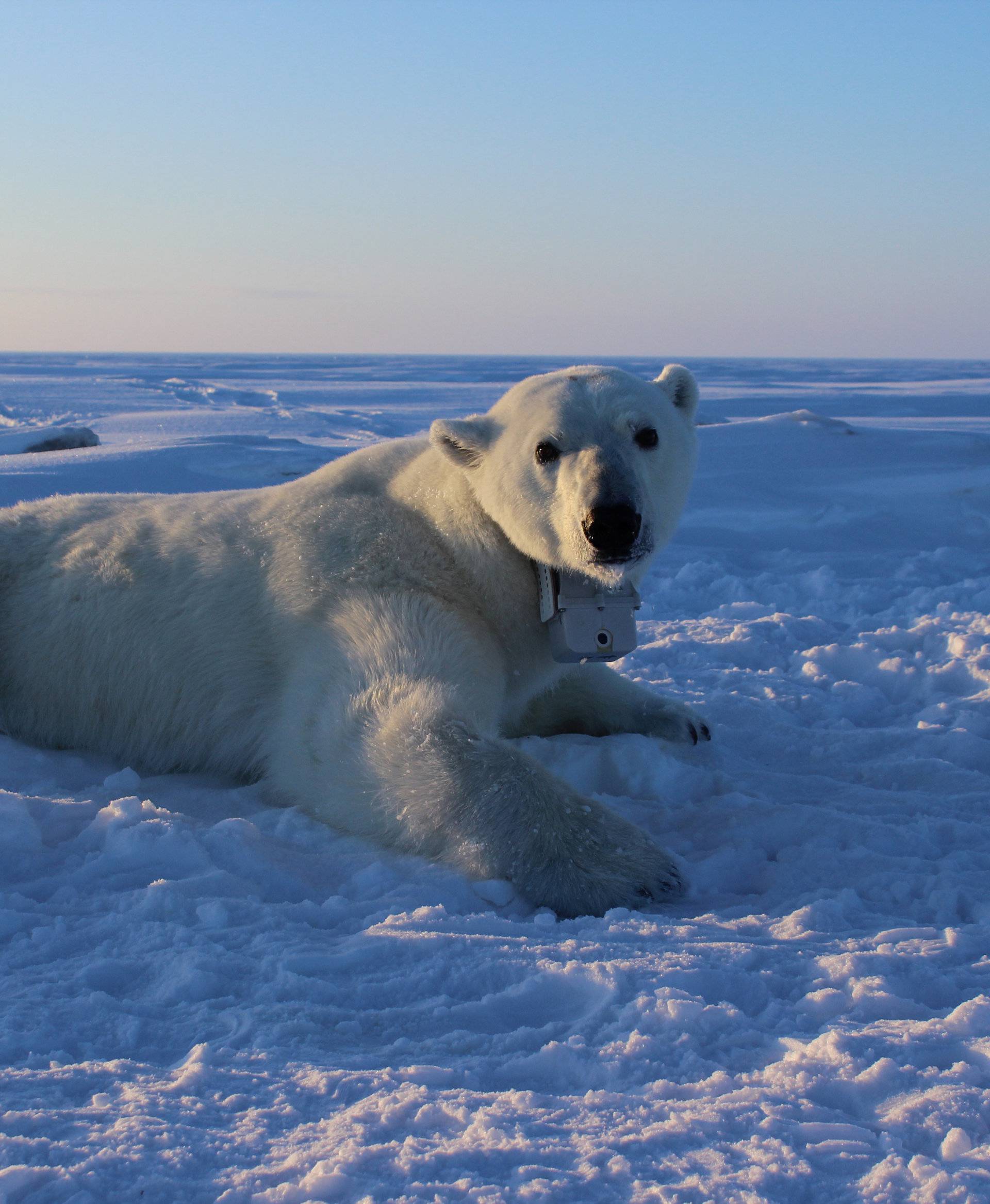 An adult female polar bear lays on the sea ice wearing a GPS satellite video-camera collar in this handout photo