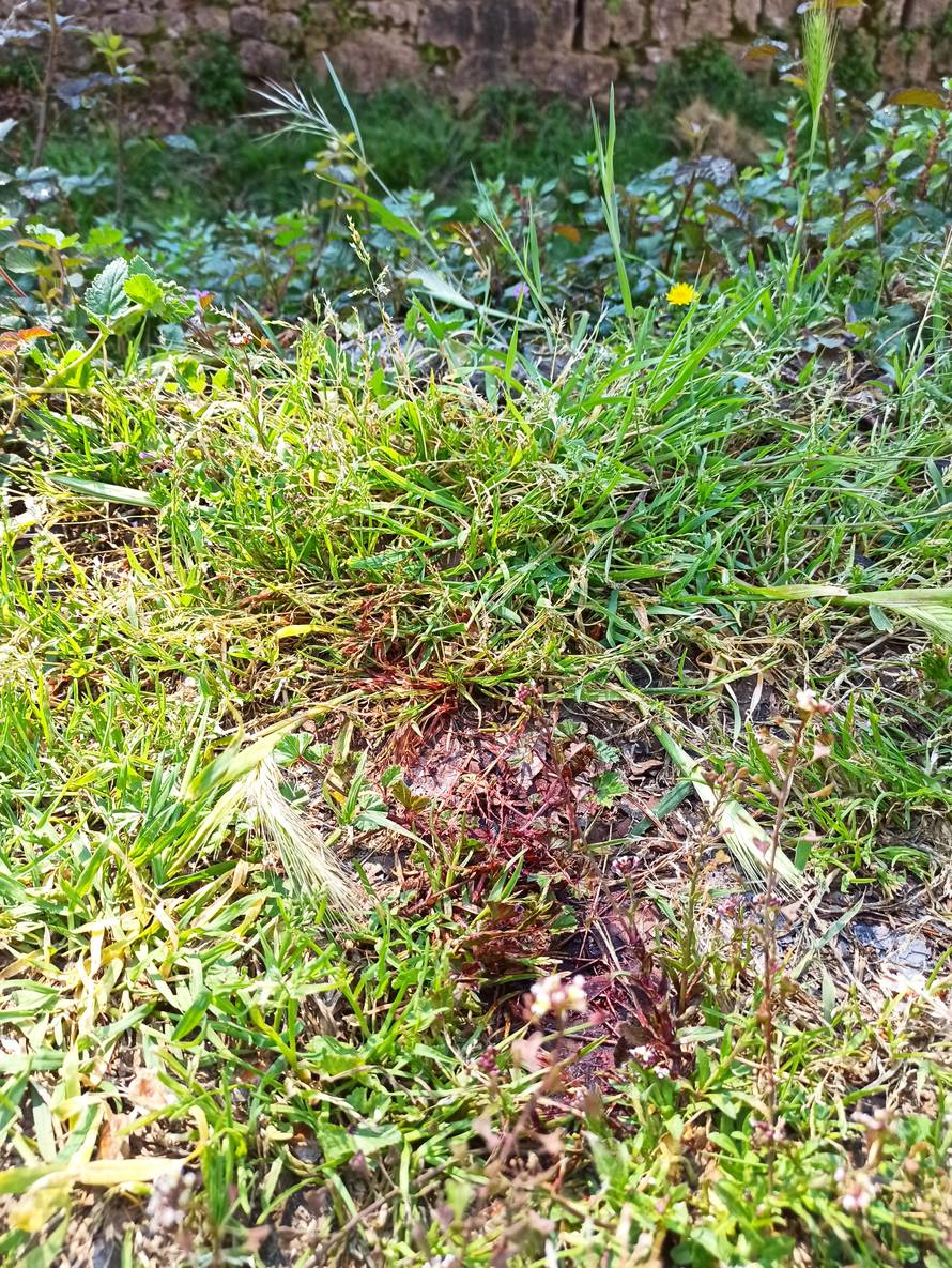 Strašno! Snimku kako mlate  dječaka šeraju na TikToku?! Liječnik: Teško je ozlijeđen