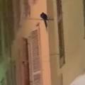 Papiga pobjegla vlasniku u centru Zadra, prolaznici puštali glasanje ptica na YouTubeu...