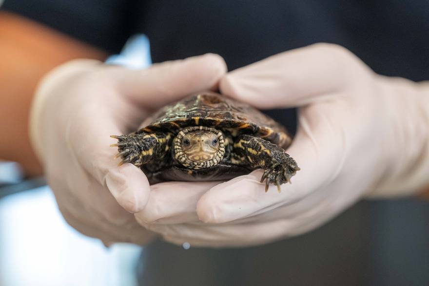 Zagreb: Obilježavanje 99. godišnjice osnutka Zoološkog vrta Grada Zagreba