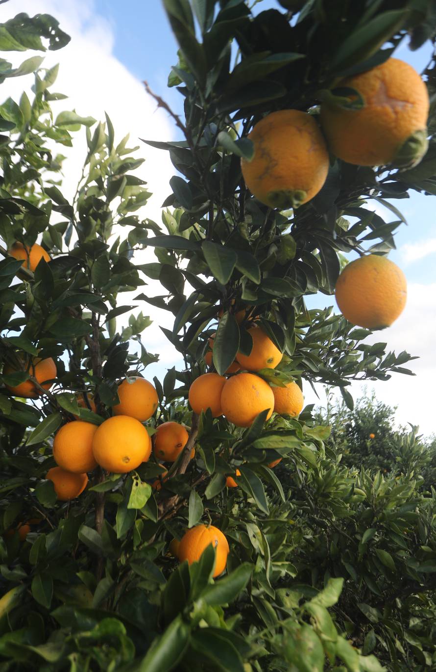 Berba agruma u Opuzenu