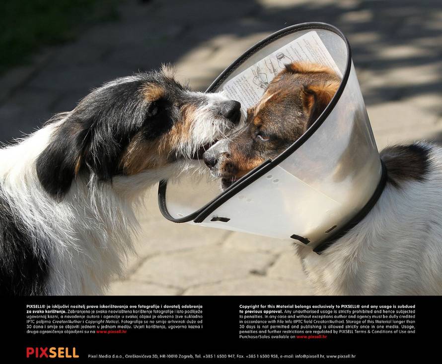 Vjeran Žganec Rogulja/PIXSELL