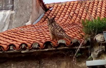 Trogir: Tajanstvena  sova uselila napuštenu staru kuću