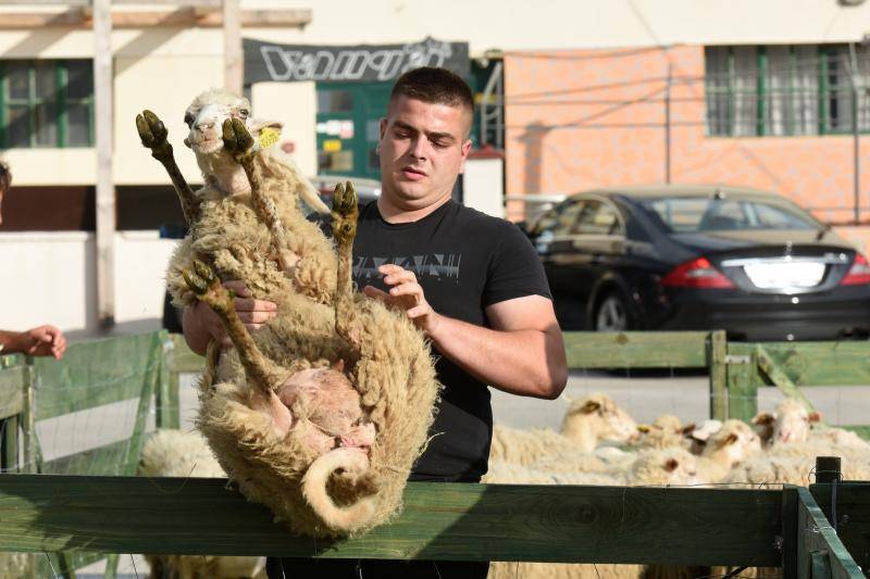 'Bee, ostavi mi bar šiške': Ovce kod najbržih hrvatskih frizera