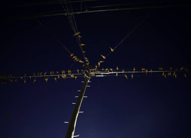 An Argentine town battles a parrot invasion