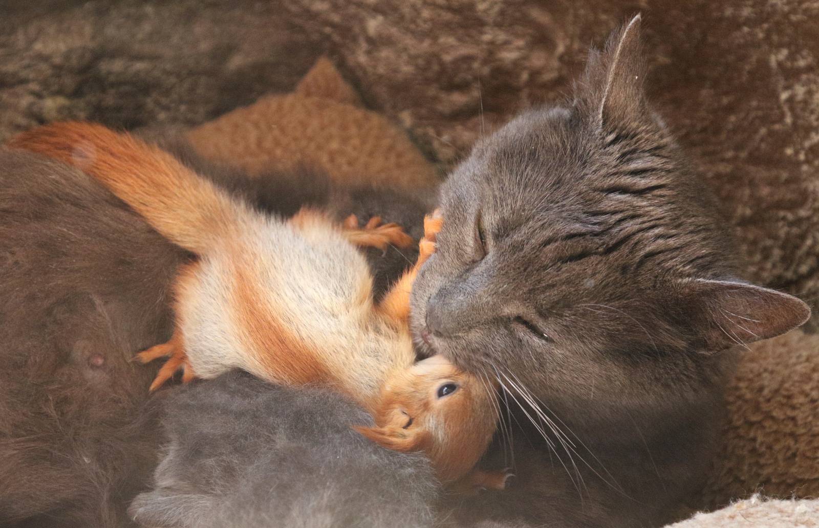 Pusha the cat plays with a baby squirrel in Bakhchisaray