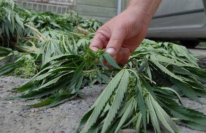 Trogir: Policija je uhitila dilera sa 17 kilograma marihuane