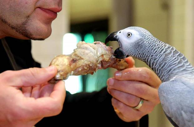 Šibenik: Restoran u kojem papagaj Koko uživa u janjetini s gostima