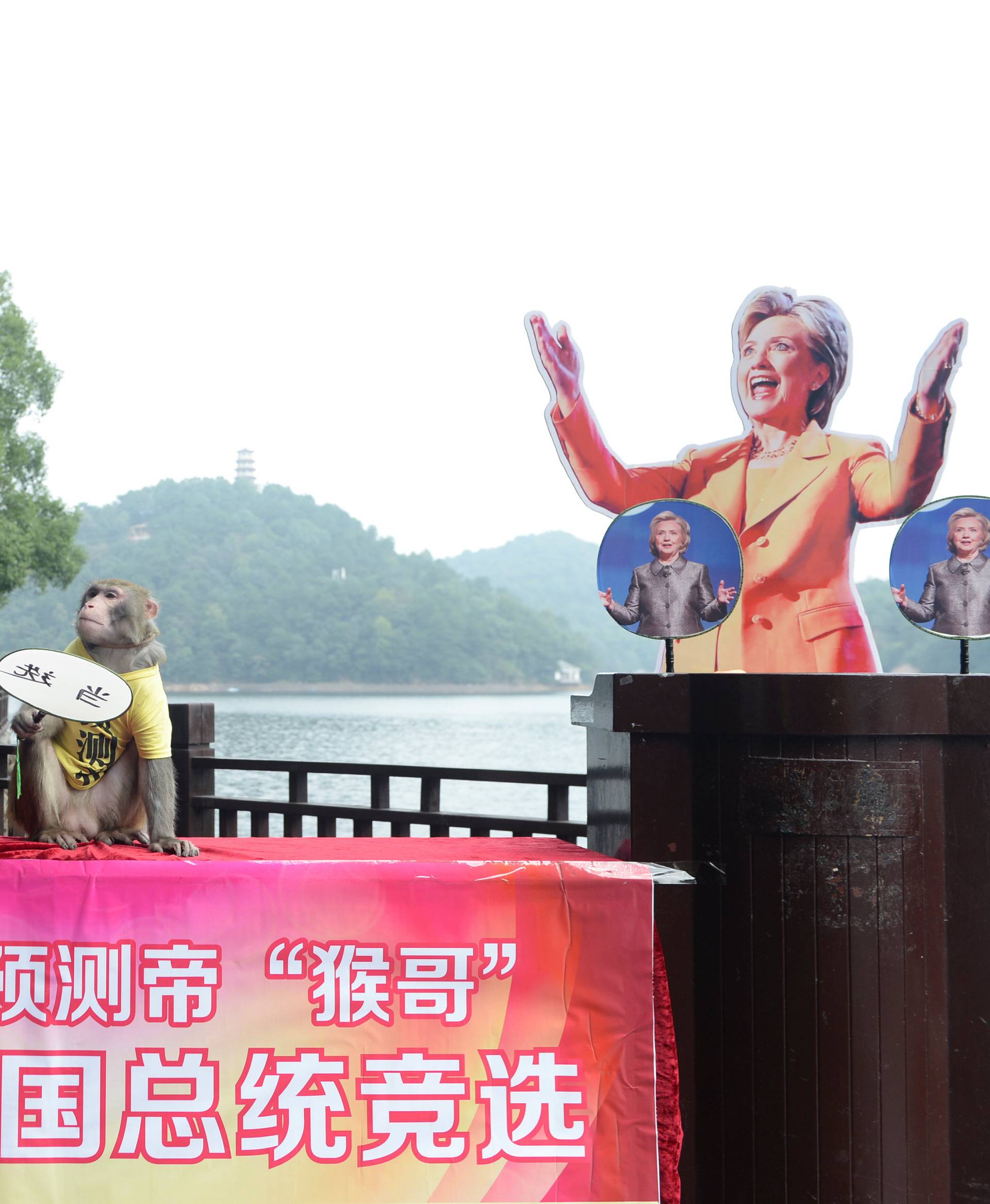 A monkey wearing a tee shirt with the characters "King of prediction" holds a card which reads "elected" between cardboard cutouts of Hillary Clinton and Donald Trump, in Changsha