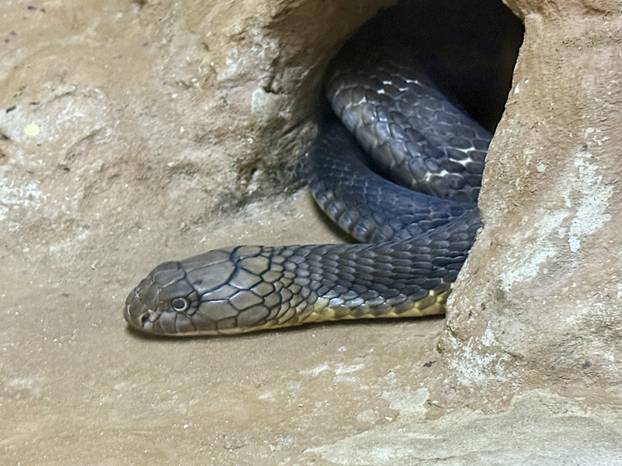 A king cobra at the Snake Farm in Bangkok