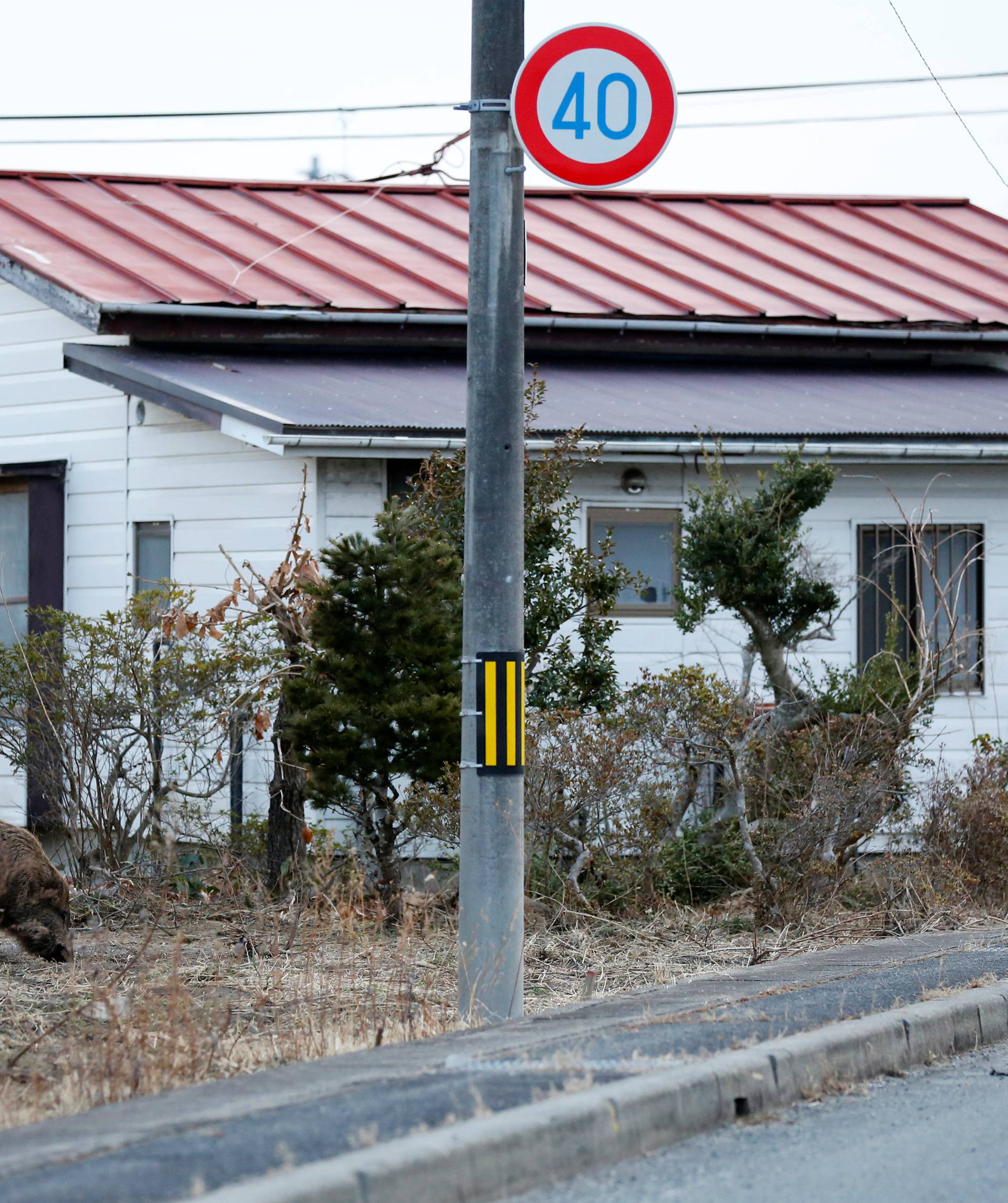 Wild boar is seen at a residential area in an evacuation zone near TEPCO's tsunami-crippled Fukushima Daiichi nuclear power plant in Namie town