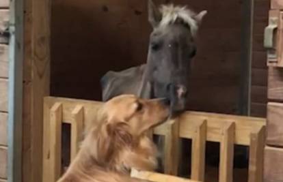 Uhvaćen emotivan trenutak: Nježno prijateljstvo ponija i psa