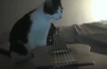 Trese, lupa, udara: Mačak je svirao gitaru usred potresa