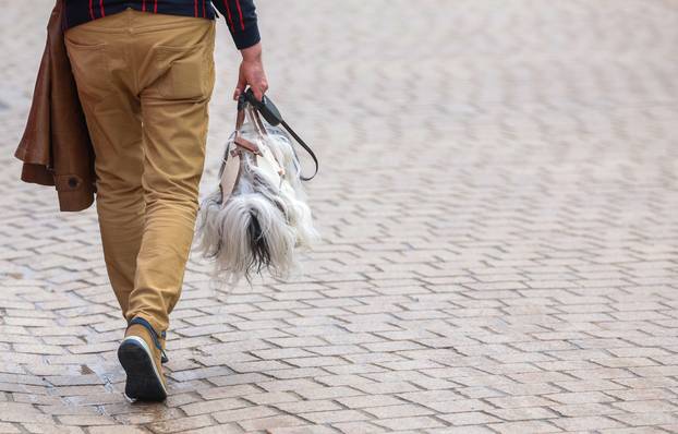 Zagreb: Pas poput modne torbice