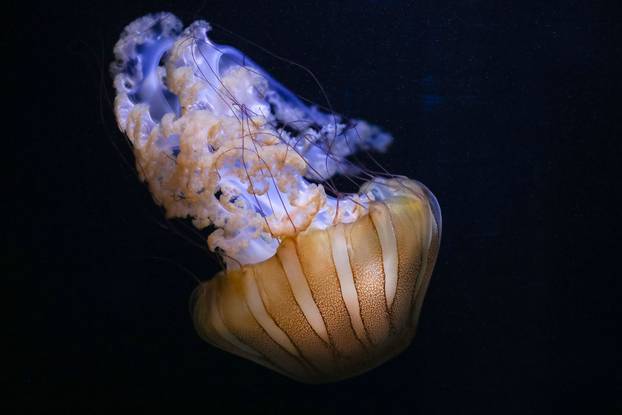 Obnovljeni  pulski Aquarium sada se prostire na 2.500 četvornih metara i postaje najveći akvarij u Europi koji izlaže isključivo mediteranski postav