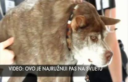 Proglasili su ga najružnijim na svijetu, ali nama je presladak