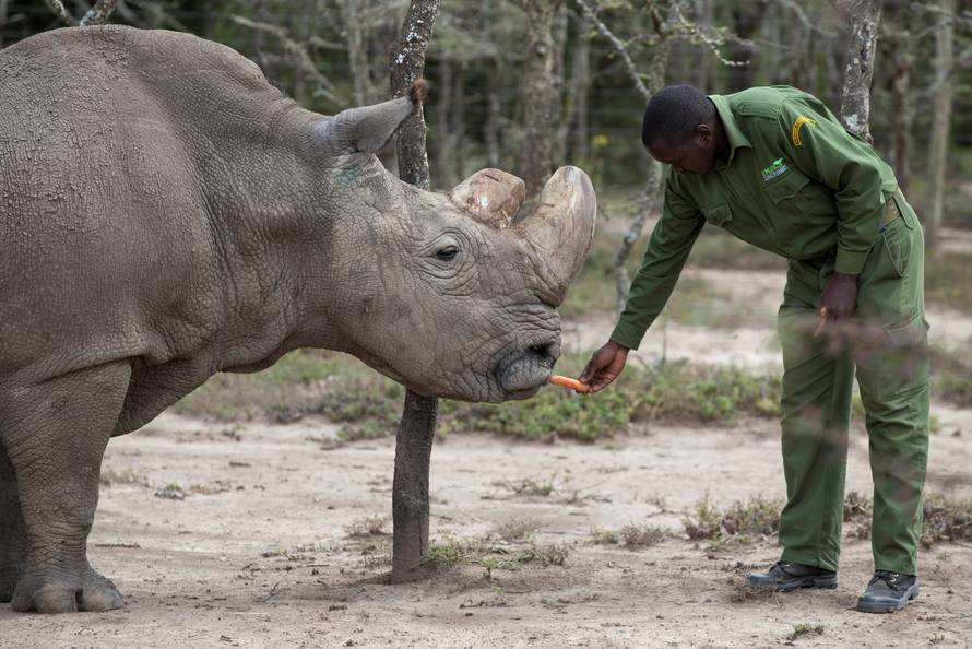 FILE PHOTO: Sudan, the last surviving male northern white rhino, is fed by a warden at the Ol Pejeta Conservancy in Laikipia national park