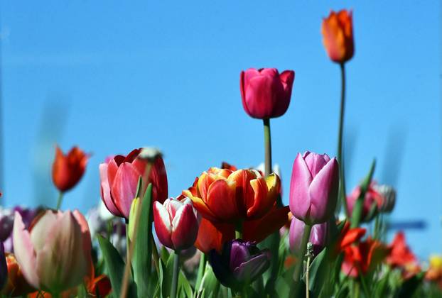 Slavonski Brod: Šarene cvjetne gredice rascvjetalih tulipana svojom ljepotom krase gradske parkove