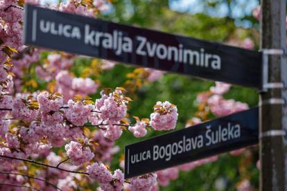 U vrijeme cvatnje Šulekova ulica postaje jedna od najljepših ulica u Zagrebu