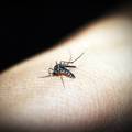 Pet prirodnih pomagača koji odmah ublažuju ubod komarca