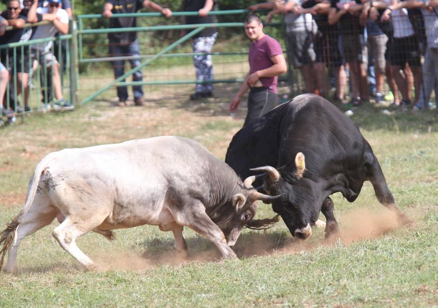 Pobjednik Medo pobjegao preko ograde, ljudi su bježali od njega