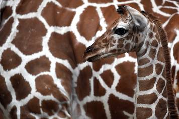 Baby giraffe at Cologne Zoo