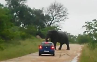 Kad slon 'poludi': Nasrnuo na auto i prevrnuo ga kljovama