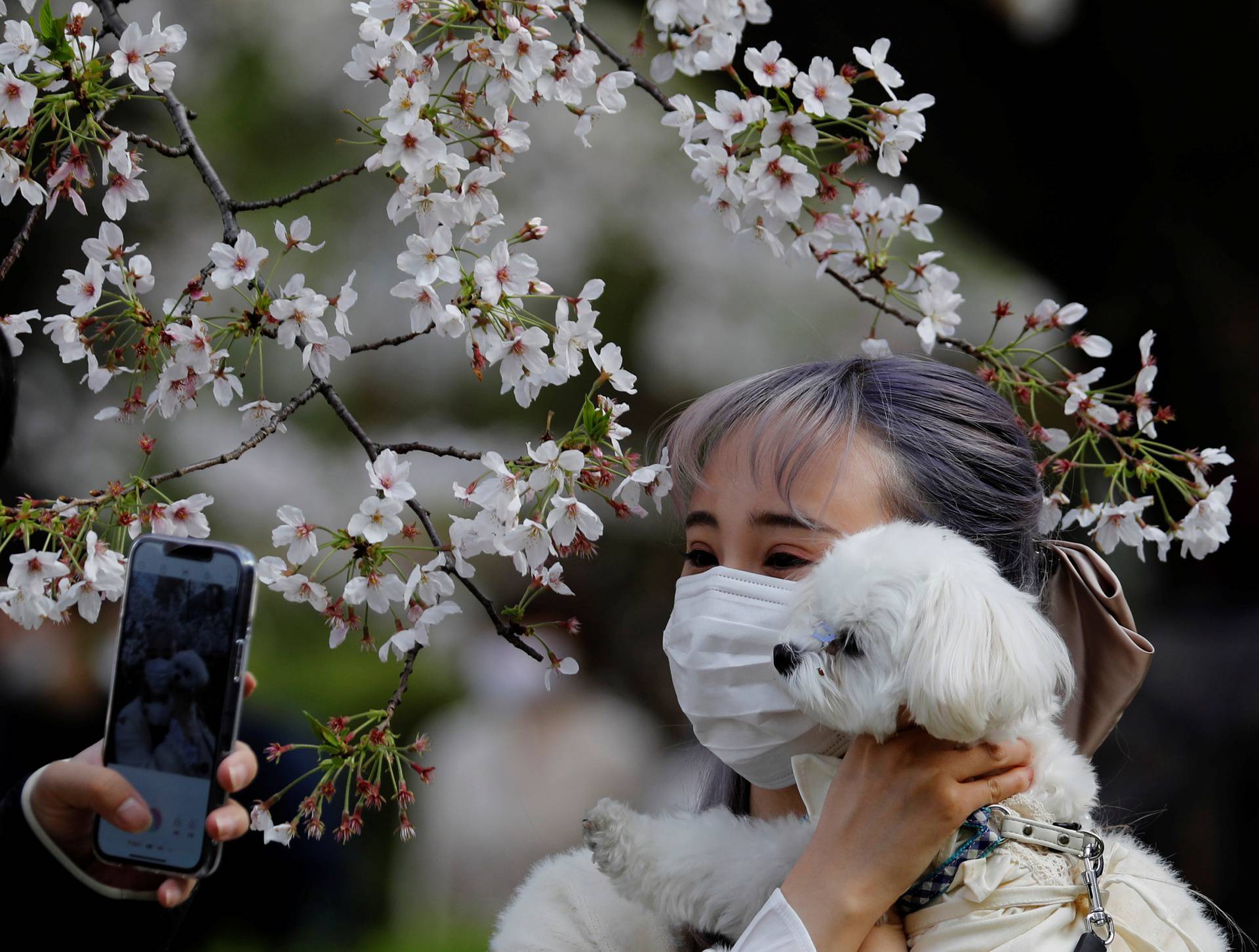 Rekord 2021.: Trešnje u Japanu procvjetale ranije nego ikad