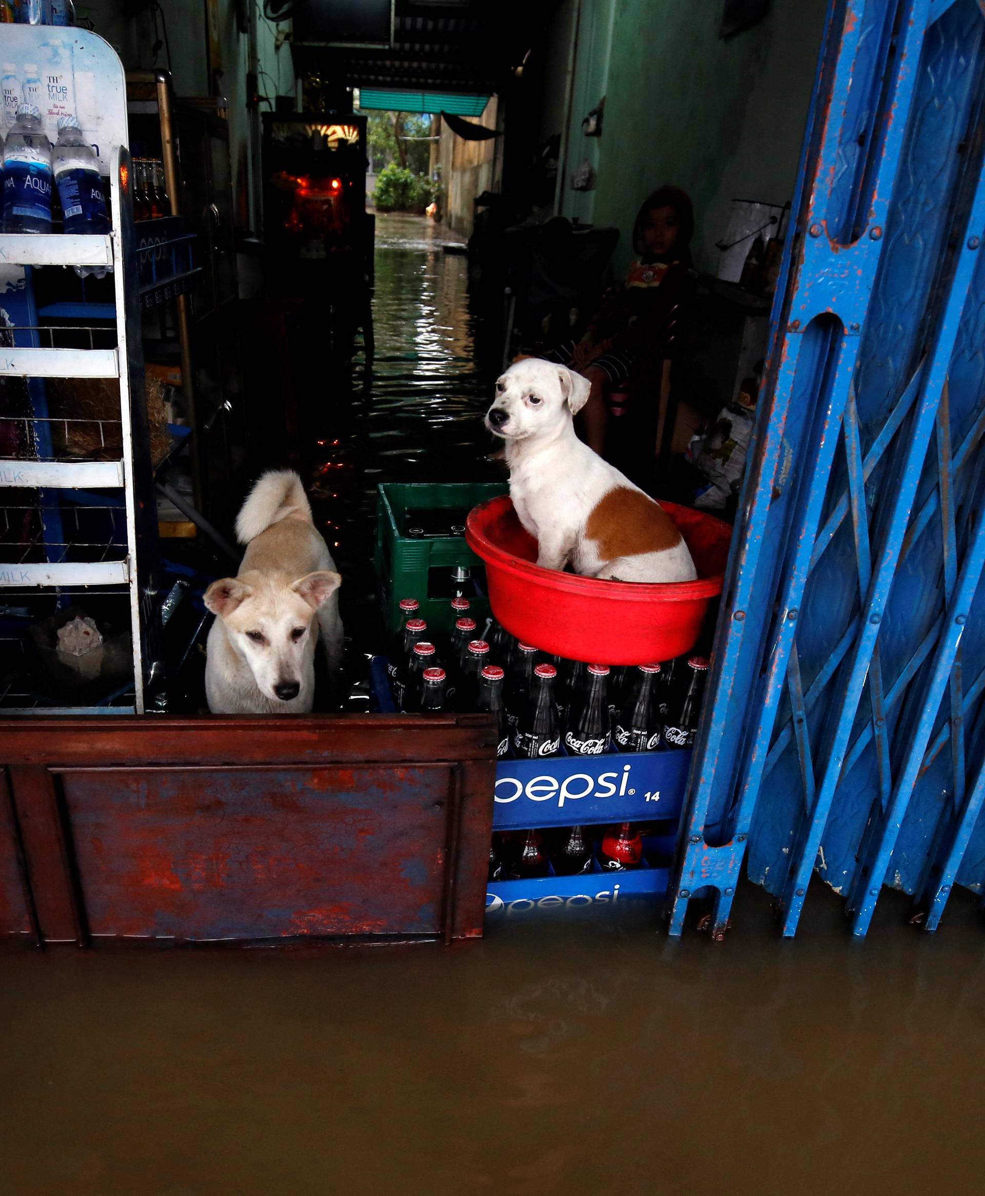 Dogs stand on a flooded drink shop after typhoon Damrey hits Vietnam in Hue city