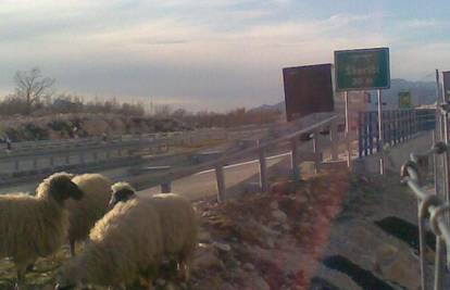 Vozila jurila autoputom, a između njih su šetale ovce