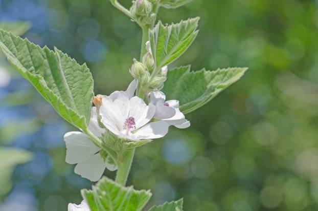 Marshmallow flower and leaf