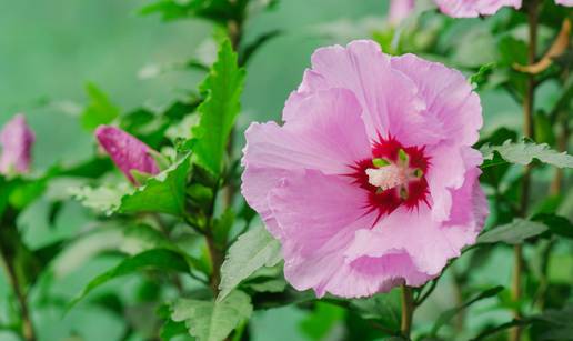 Hibiskusovi cvjetovi traju samo jedan dan, a cvate cijelo ljeto