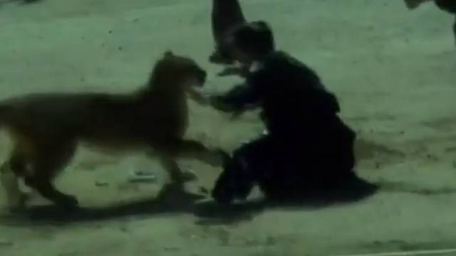 Uznemirujući video: Policajka se hrvala s planinskim lavom