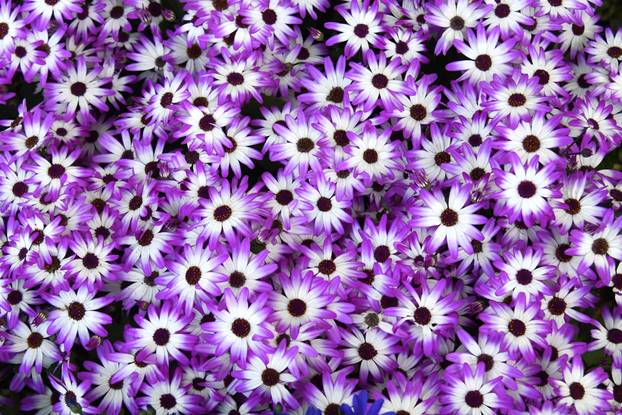 Daruvar: Sajam cvijeća, bilja i sadnica privukao mnogobrojne posjetitelje