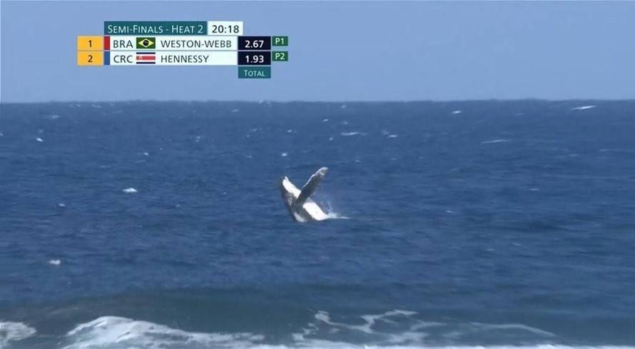 Neobični olimpijac: Prekinuli su natjecanje u surfanju zbog kita