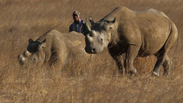 FILE PHOTO: A ranger walks behind a pair of black rhinoceros at the Imire Rhino and Wildlife Conservation Park near Marondera