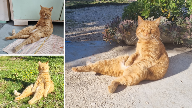 Upoznajte Duju, najpoznatijeg mačka na Korčuli. Sjedi kao čovjek i nikad nije imao curu
