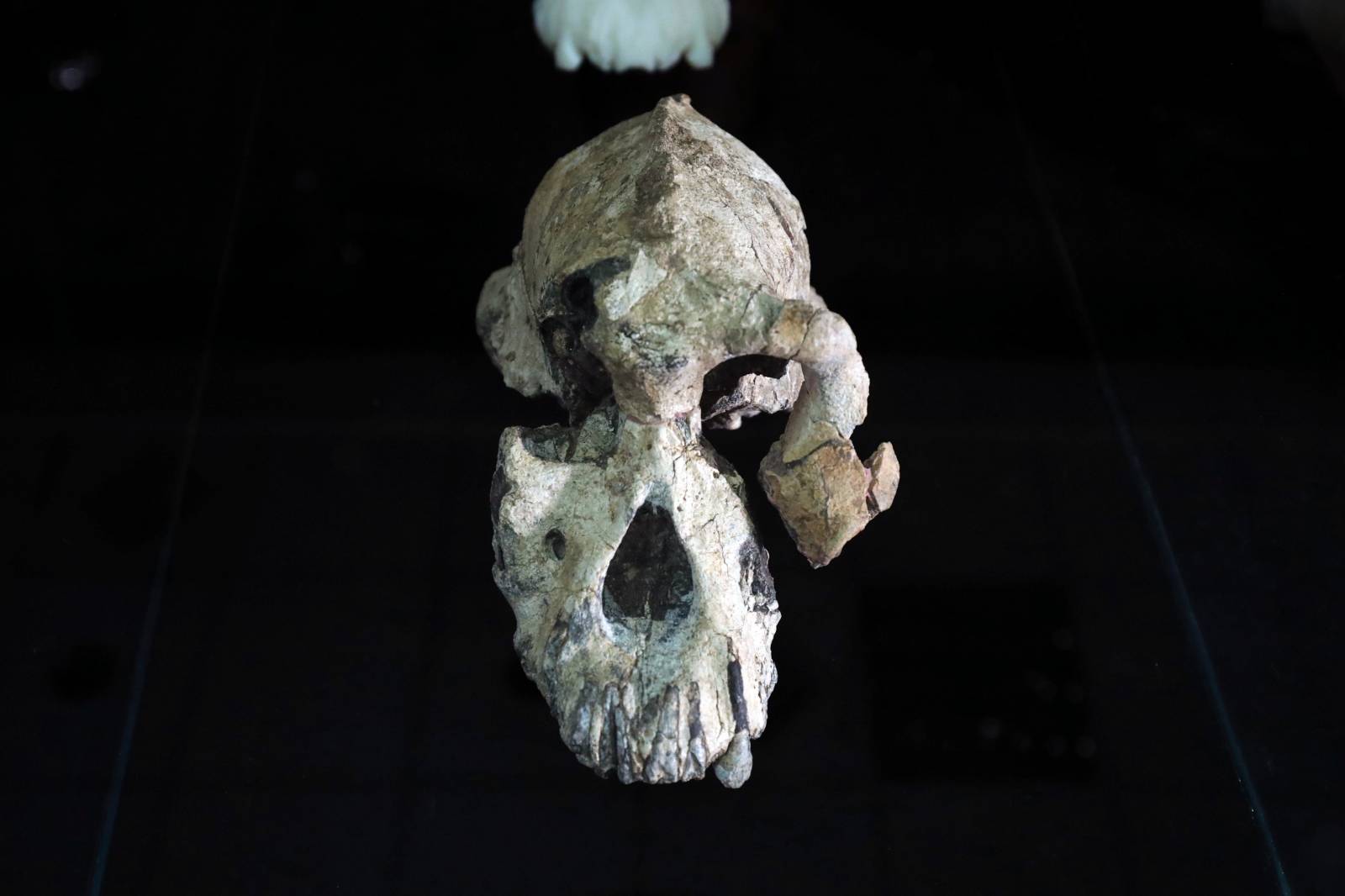 A fossil of Lucy's ancestor, 3.8 million years old cranium of Australopithecus Anamensis which was discovered in Waranso-Mile paleontological site, Afar region in Ethiopia is seen at the National Museum in Addis Ababa