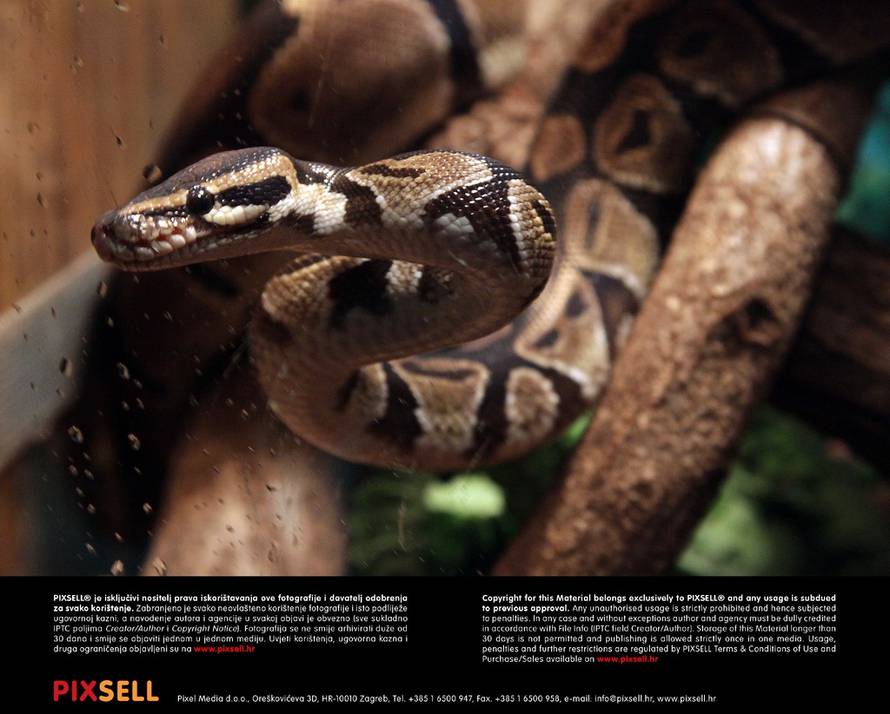 Žarko Bašić/PIXSELL